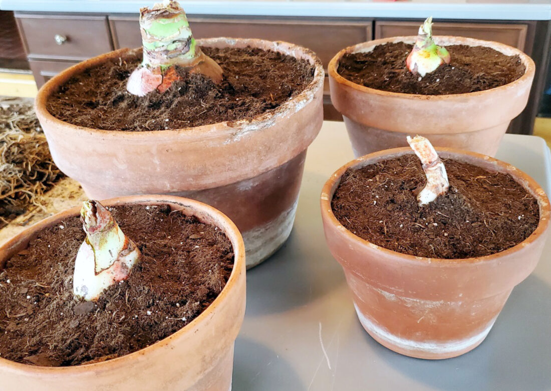 Propagating Amaryllis News, Sports, Jobs The Express